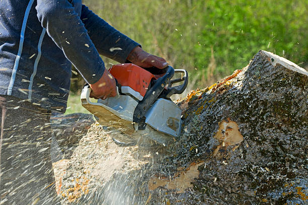 Best Tree Removal  in Northfield, KY