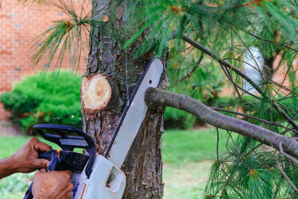 Trusted Northfield, KY Tree Removal Experts